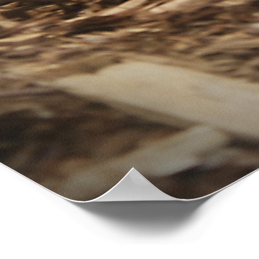 Red Tailed Boa Poster (Hoek)