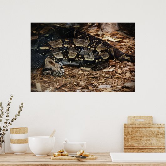 Red Tailed Boa Poster (Keuken)