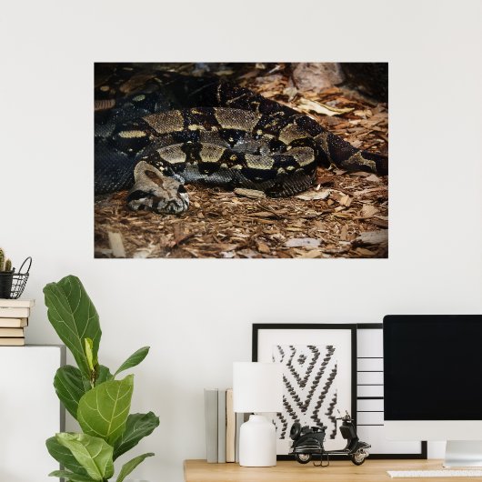 Red Tailed Boa Poster (Thuiskantoor)