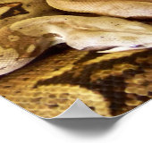 Red Tailed Boas Poster (Hoek)