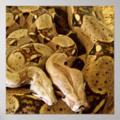 Red Tailed Boas Poster (Voorkant)