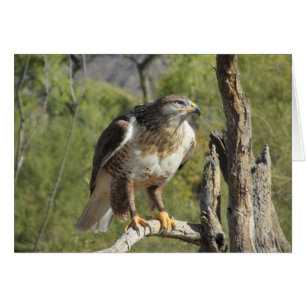 Red Tailed Hawk