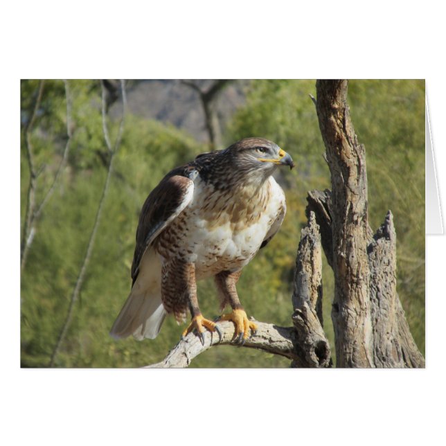 Red Tailed Hawk (Voorkant Horizontaal)