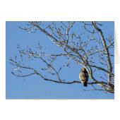 Red Tailed Hawk (Voorkant Horizontaal)