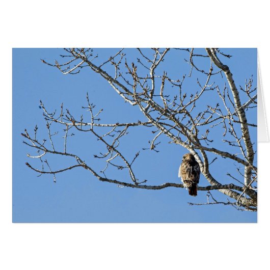 Red Tailed Hawk (Voorkant Horizontaal)