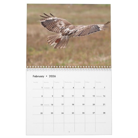 Red Tailed Hawk 2023 Calendar Kalender (Feb 2026)