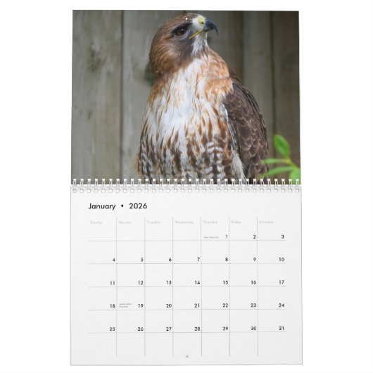 Red Tailed Hawk 2023 Calendar Kalender (Jan 2026)
