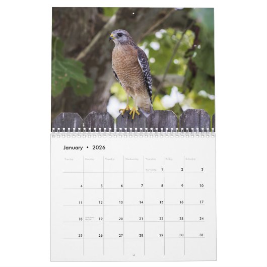 Red Tailed Hawk 2025 Kalender (Jan 2026)