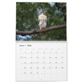 Red Tailed Hawk 2025 Kalender (Mar 2026)