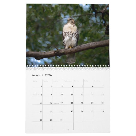 Red Tailed Hawk 2025 Kalender (Mar 2026)