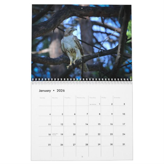 Red Tailed Hawk 2025 Kalender (Jan 2026)