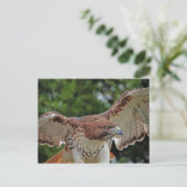 Red-Tailed Hawk 2 briefkaart (Staand voorkant)