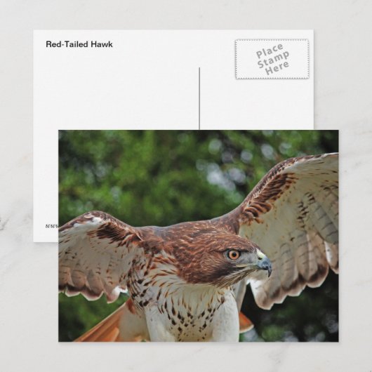 Red-Tailed Hawk 2 briefkaart (Voorkant / Achterkant)