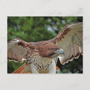 Red-Tailed Hawk 2 briefkaart