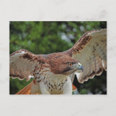 Red-Tailed Hawk 2 briefkaart (Voorkant)