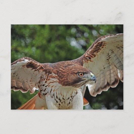 Red-Tailed Hawk 2 briefkaart (Voorkant)