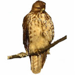 Red Tailed Hawk Acrylsculptuur Fotobeeldje Sleutelhanger<br><div class="desc">Deze acrylbeeldhouwkunst is voorzien van een vrouw met een rode kop (Buteo jamaicensis). Een van de meest wijdverbreide en algemeen waargenomen roofvogels in Noord-Amerika, deze hevige jager wordt geperst op een tak die hoog is in sommige evergreen spruce-bomen, geduldig wachtend op het verschijnen van een maaltijd. Haar hoofd is bruin...</div>