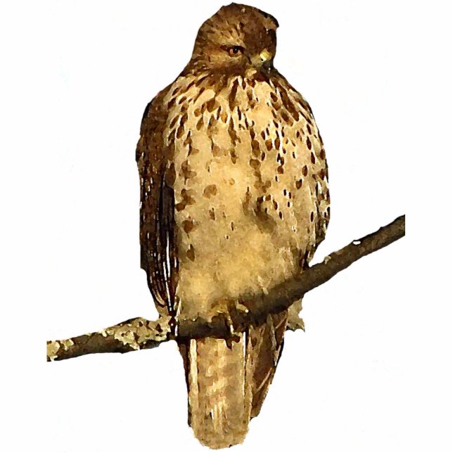 Red Tailed Hawk Acrylsculptuur Fotobeeldje Sleutelhanger (Voorkant)