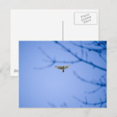 Red Tailed Hawk bij Conowingo Dam Briefkaart (Voorkant / Achterkant)