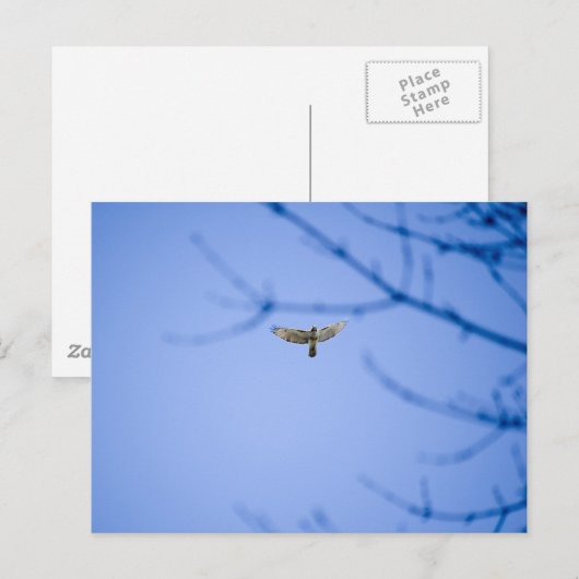 Red Tailed Hawk bij Conowingo Dam Briefkaart (Voorkant / Achterkant)