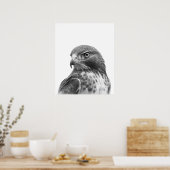 Red Tailed Hawk Bird Portret Black White Poster (Keuken)