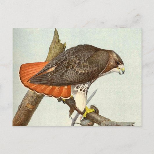 Red Tailed Hawk Briefkaart (Voorkant)