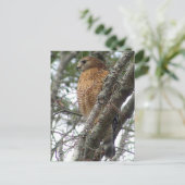 Red Tailed Hawk Briefkaart (Staand voorkant)