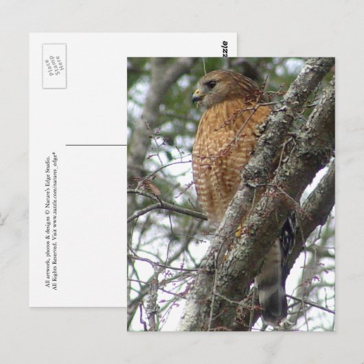 Red Tailed Hawk Briefkaart (Voorkant / Achterkant)