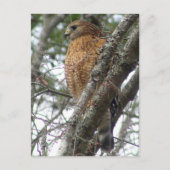 Red Tailed Hawk Briefkaart (Voorkant)