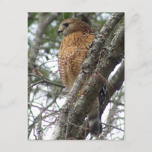 Red Tailed Hawk Briefkaart (Voorkant)