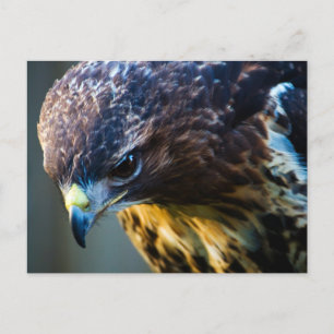 Red Tailed Hawk Briefkaart
