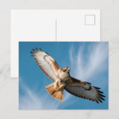 Red-tailed hawk briefkaart (Voorkant / Achterkant)