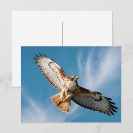 Red-tailed hawk briefkaart (Voorkant / Achterkant)