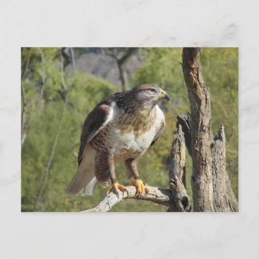 Red Tailed Hawk Briefkaart (Voorkant)