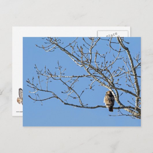 Red Tailed Hawk Briefkaart (Voorkant / Achterkant)