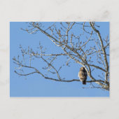 Red Tailed Hawk Briefkaart (Voorkant)