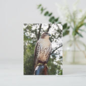 Red-Tailed Hawk Briefkaart (Staand voorkant)