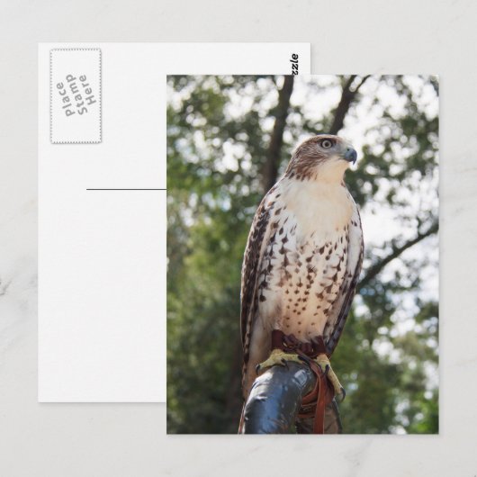 Red-Tailed Hawk Briefkaart (Voorkant / Achterkant)