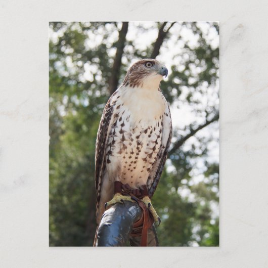 Red-Tailed Hawk Briefkaart (Voorkant)