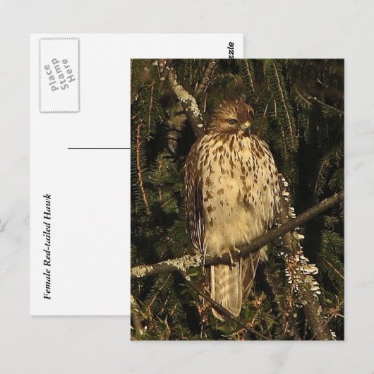 Red Tailed Hawk Briefkaart (Voorkant / Achterkant)