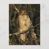 Red Tailed Hawk Briefkaart (Voorkant)