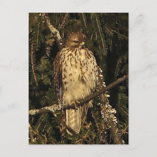 Red Tailed Hawk Briefkaart (Voorkant)