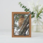 Red Tailed Hawk Briefkaart 2 (Staand voorkant)