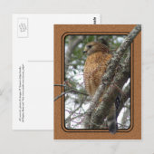 Red Tailed Hawk Briefkaart 2 (Voorkant / Achterkant)