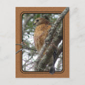 Red Tailed Hawk Briefkaart 2 (Voorkant)