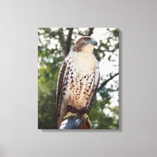 Red-Tailed Hawk Canvas Afdruk