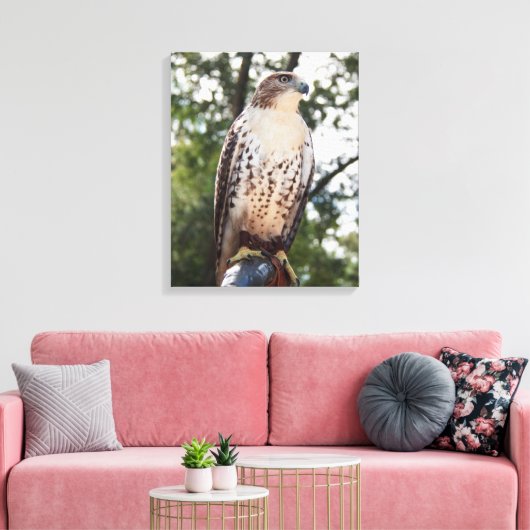 Red-Tailed Hawk Canvas Afdruk (Insitu (Woonkamer))