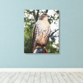 Red-Tailed Hawk Canvas Afdruk (Insitu (Houten vloer))
