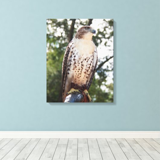 Red-Tailed Hawk Canvas Afdruk (Insitu (Houten vloer))