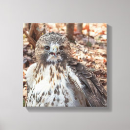 Red Tailed Hawk Canvas Afdruk